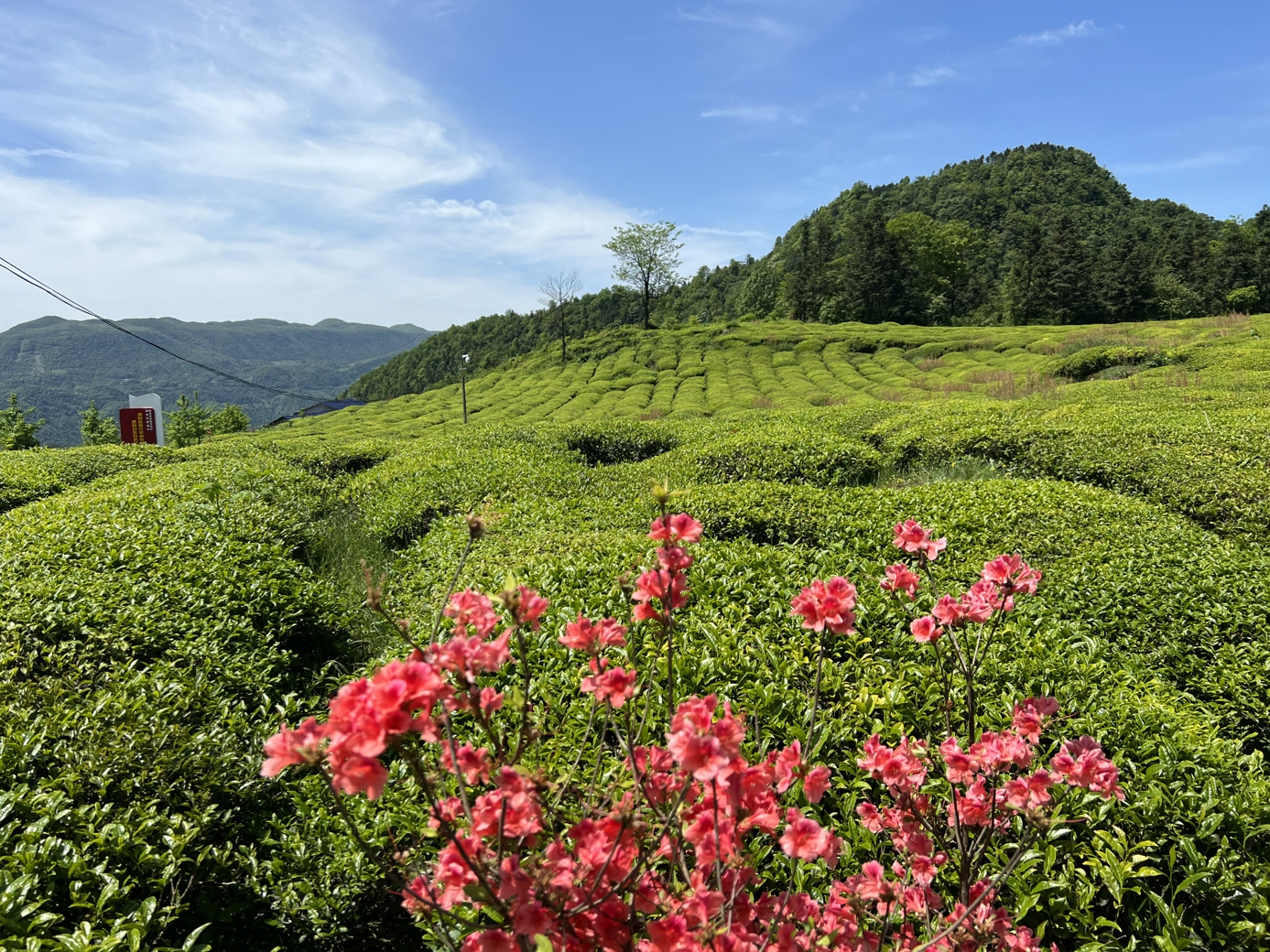 茶葉基地